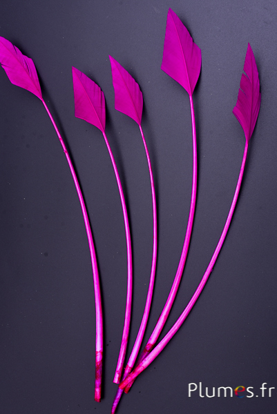 Cygne flèche - 20-30 cm - fuchsia